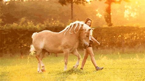 horse s e x gif